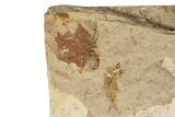 Cretaceous Fossil Fish (Spaniodon) - Lebanon #200282-4